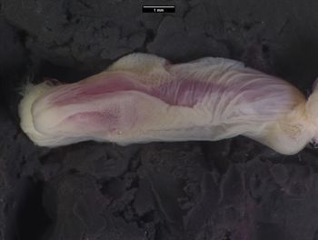 Media type: image;   Herpetology R-123064 Aspect: lateral